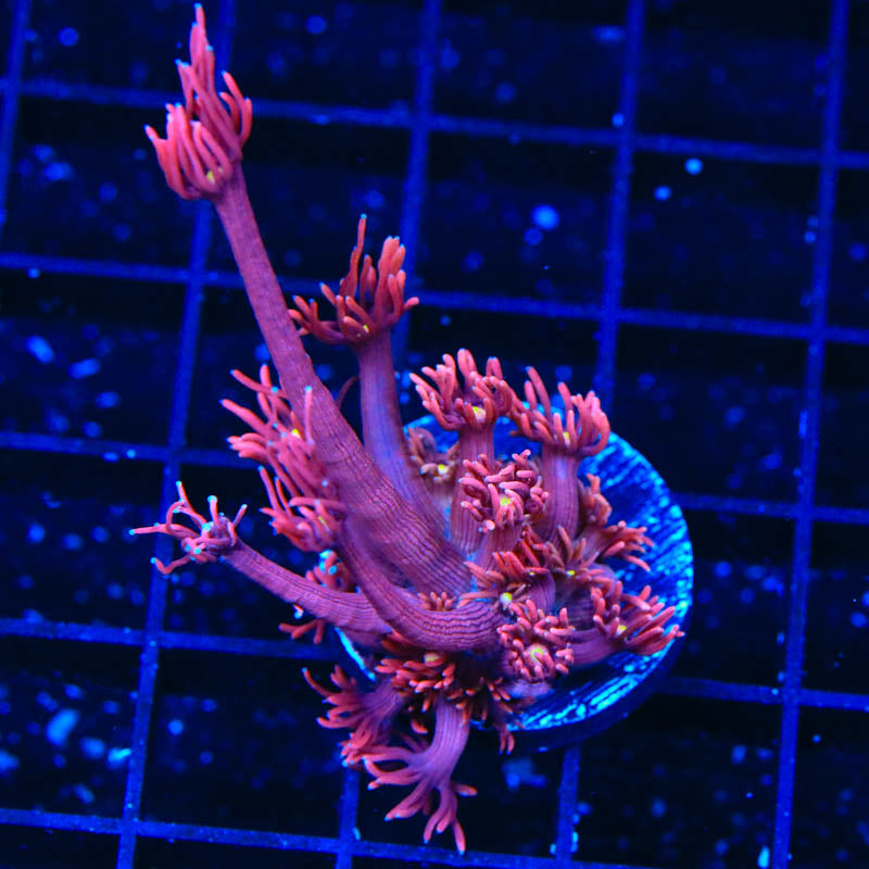 ACI Dragon Breath Goniopora Coral