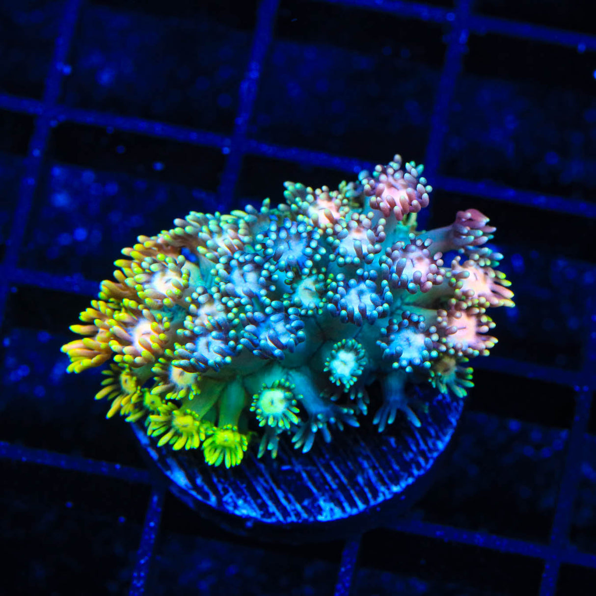 TSA Neon Skittles Goniopora Coral