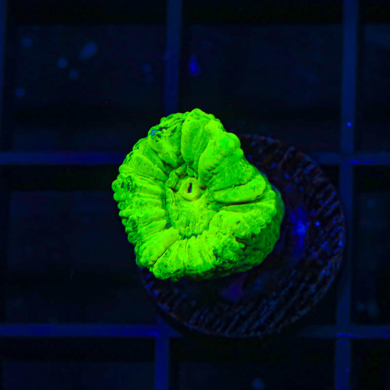 Kryptonite Candy Cane Coral