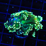 TSA Fantasy League Alveopora Coral