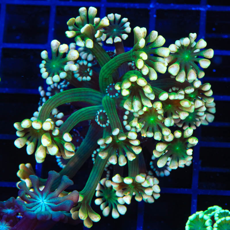 TSA Fantasy League Alveopora Coral - Top Shelf Aquatics