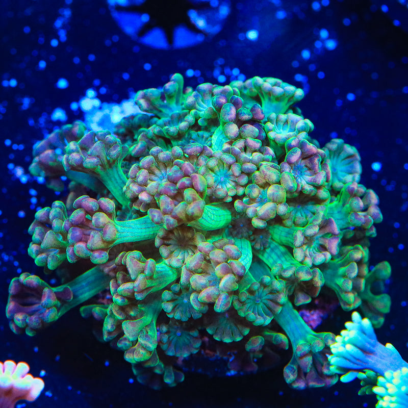 TSA Orangutan Alveopora Coral - Top Shelf Aquatics
