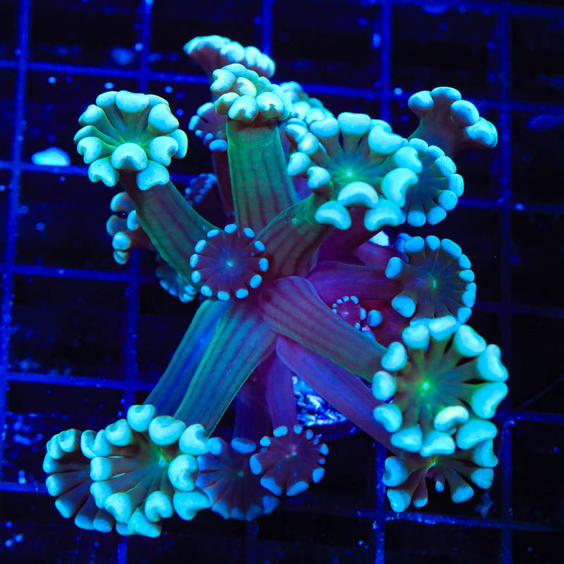 TSA White Tip Alveopora Coral - Top Shelf Aquatics