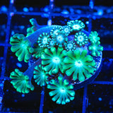 TSA Dreamers Delight Alveopora Coral - Top Shelf Aquatics