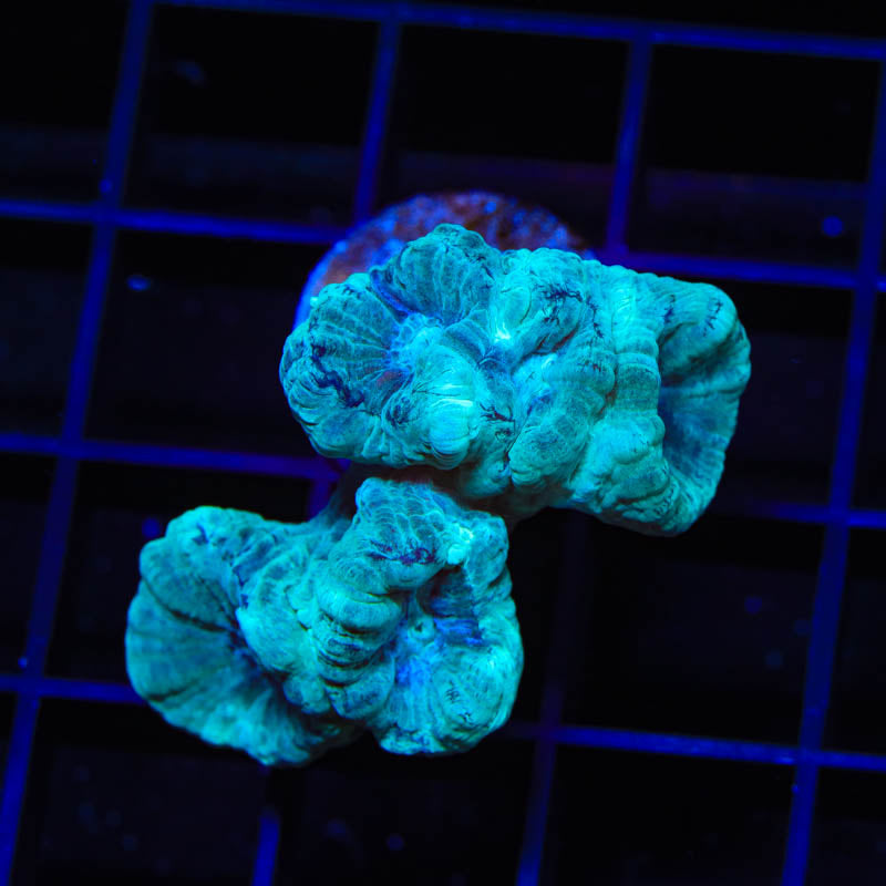 Mint Candy Cane Coral