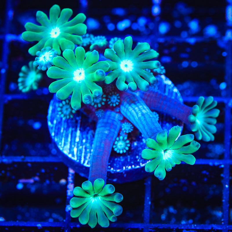 TSA Dreamers Delight Alveopora Coral - Top Shelf Aquatics
