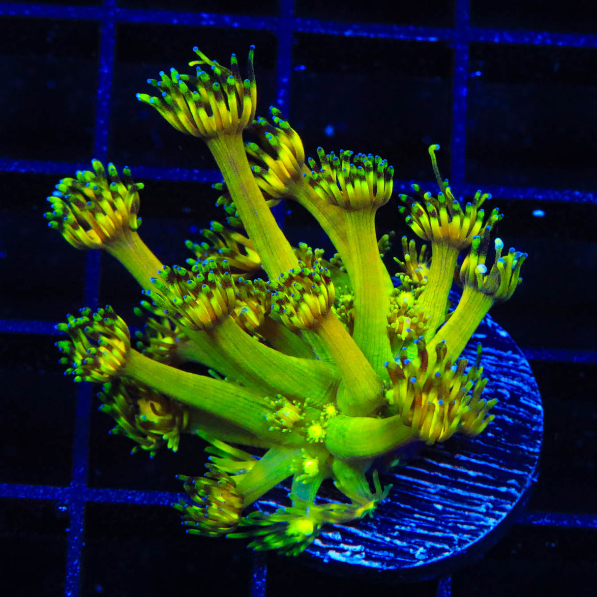 Grand Master Goniopora Coral - Top Shelf Aquatics