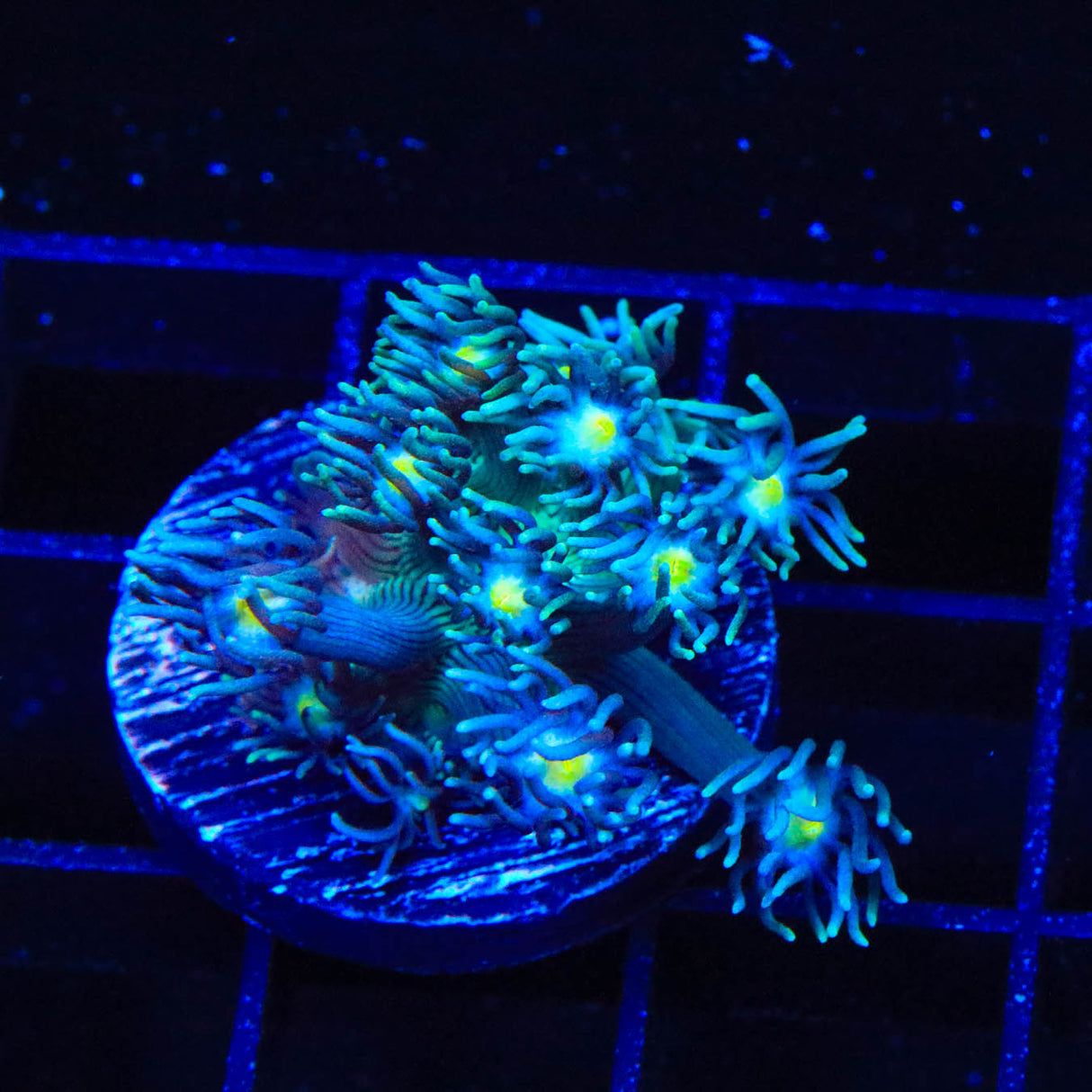 TSA Star Gazer Goniopora Coral