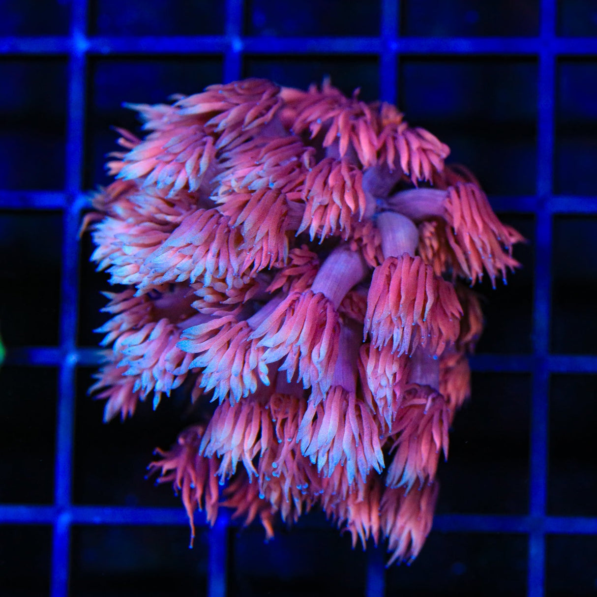 TSA Strawberry Goniopora Coral