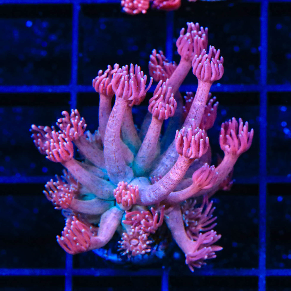 TSA Strawberry Kiwi Goniopora Coral