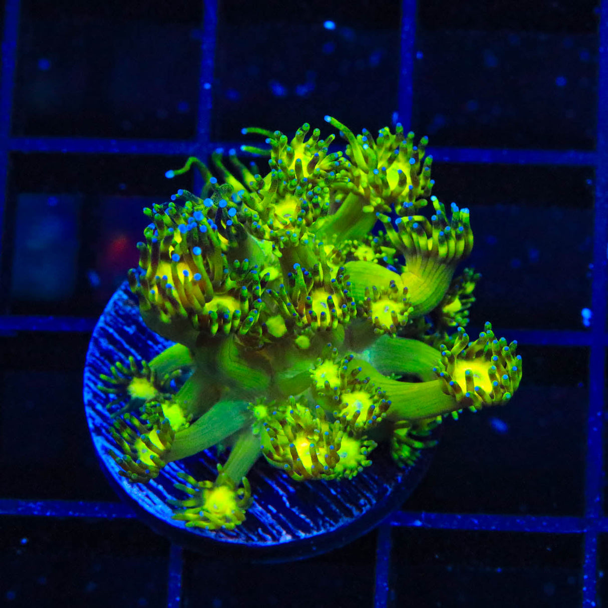 Grandmaster Goniopora Coral