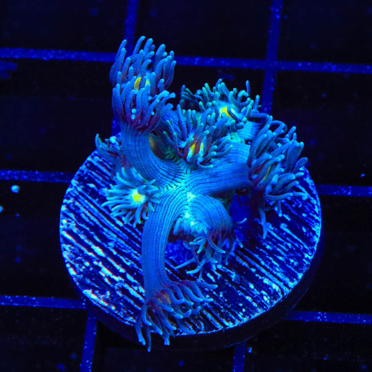 TSA Star Gazer Goniopora Coral