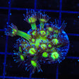 TSA Glitter Goniopora Coral