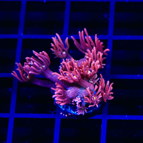 ACI Dragon Breath Goniopora Coral