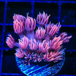 TSA Pinky the Brain Goniopora Coral