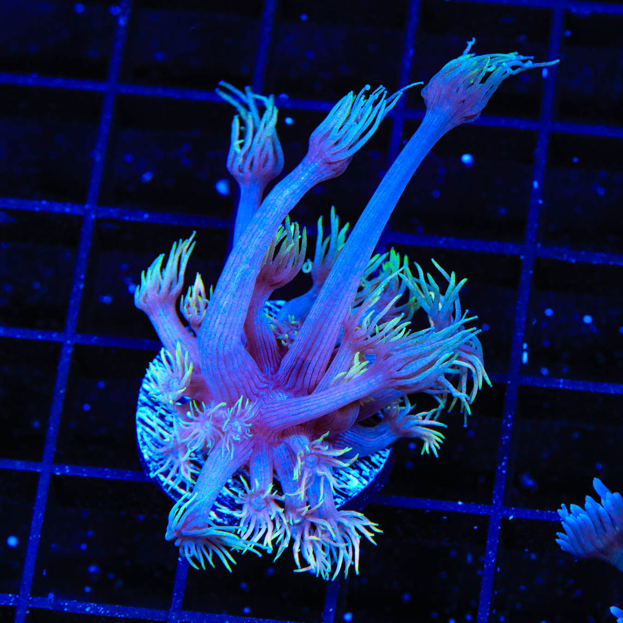 TSA Waluigi Goniopora Coral - Top Shelf Aquatics