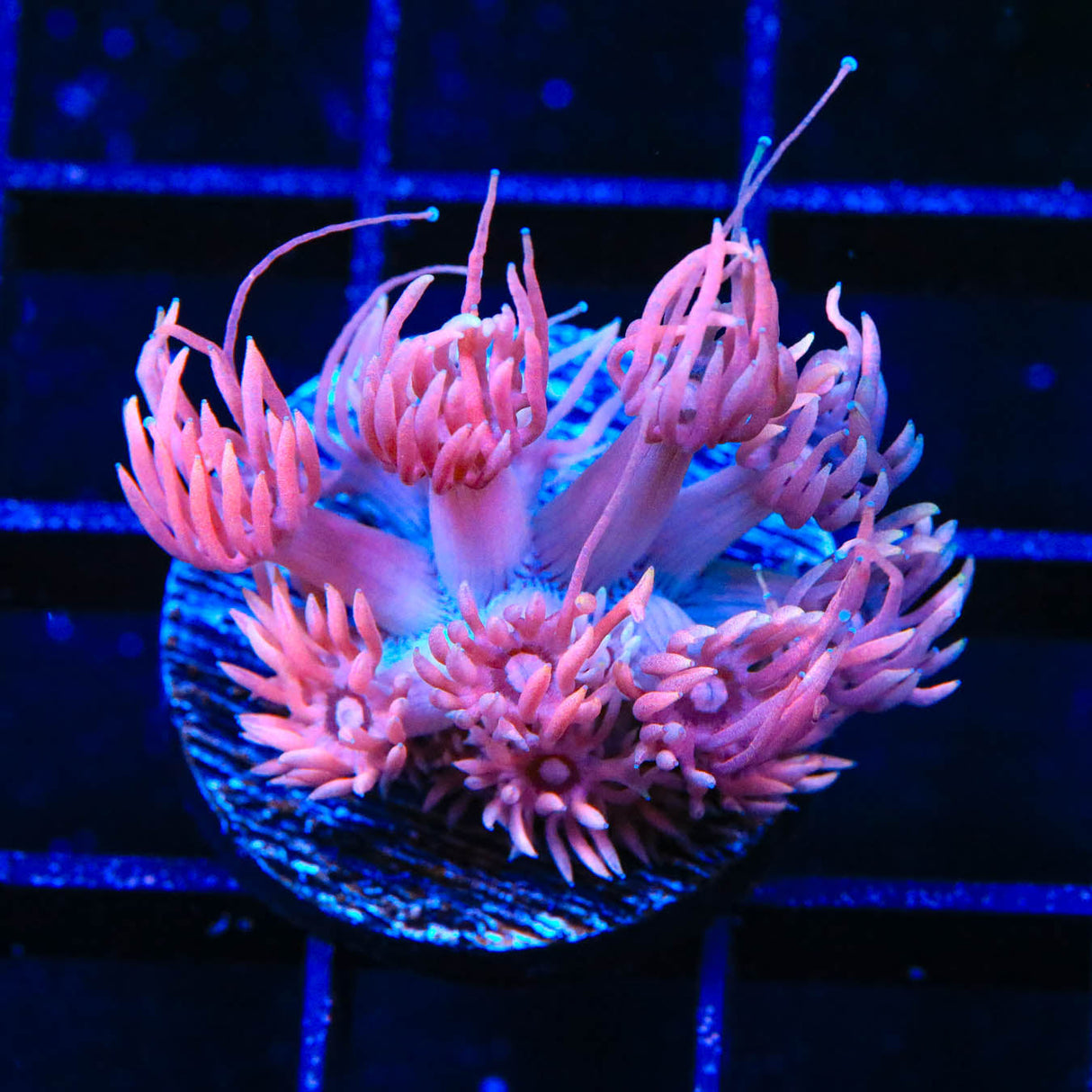 TSA Pinky the Brain Goniopora Coral - Top Shelf Aquatics
