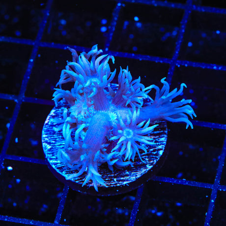 TSA Violet Goniopora Coral - Top Shelf Aquatics