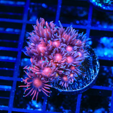 TSA Cherry Cream Goniopora Coral