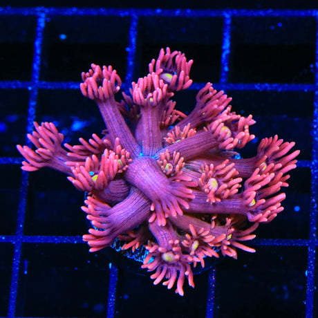 ACI Dragons Breath Goniopora Coral - (Almost WYSIWYG) - Top Shelf Aquatics 