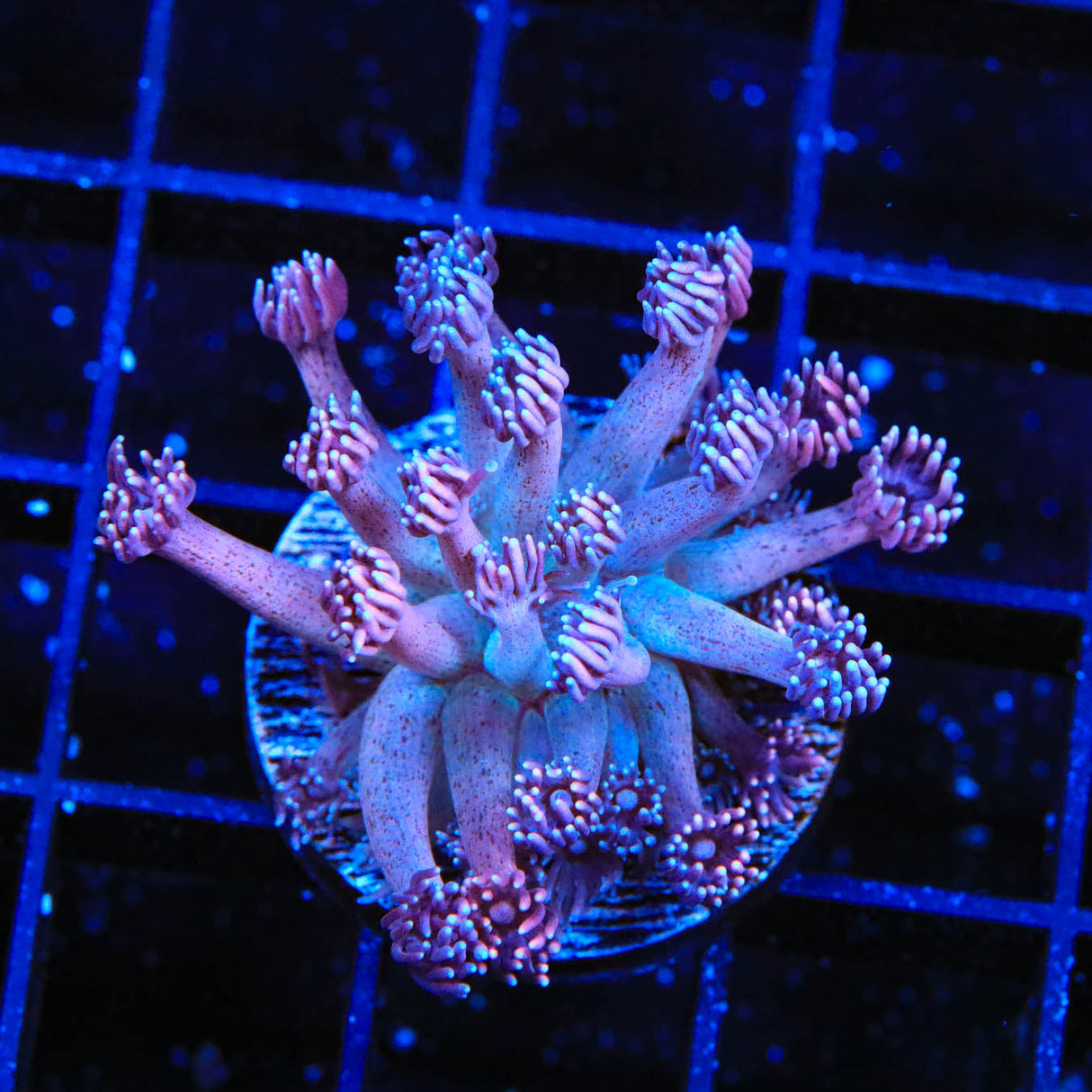 TSA Strawberry Kiwi Goniopora Coral - Top Shelf Aquatics