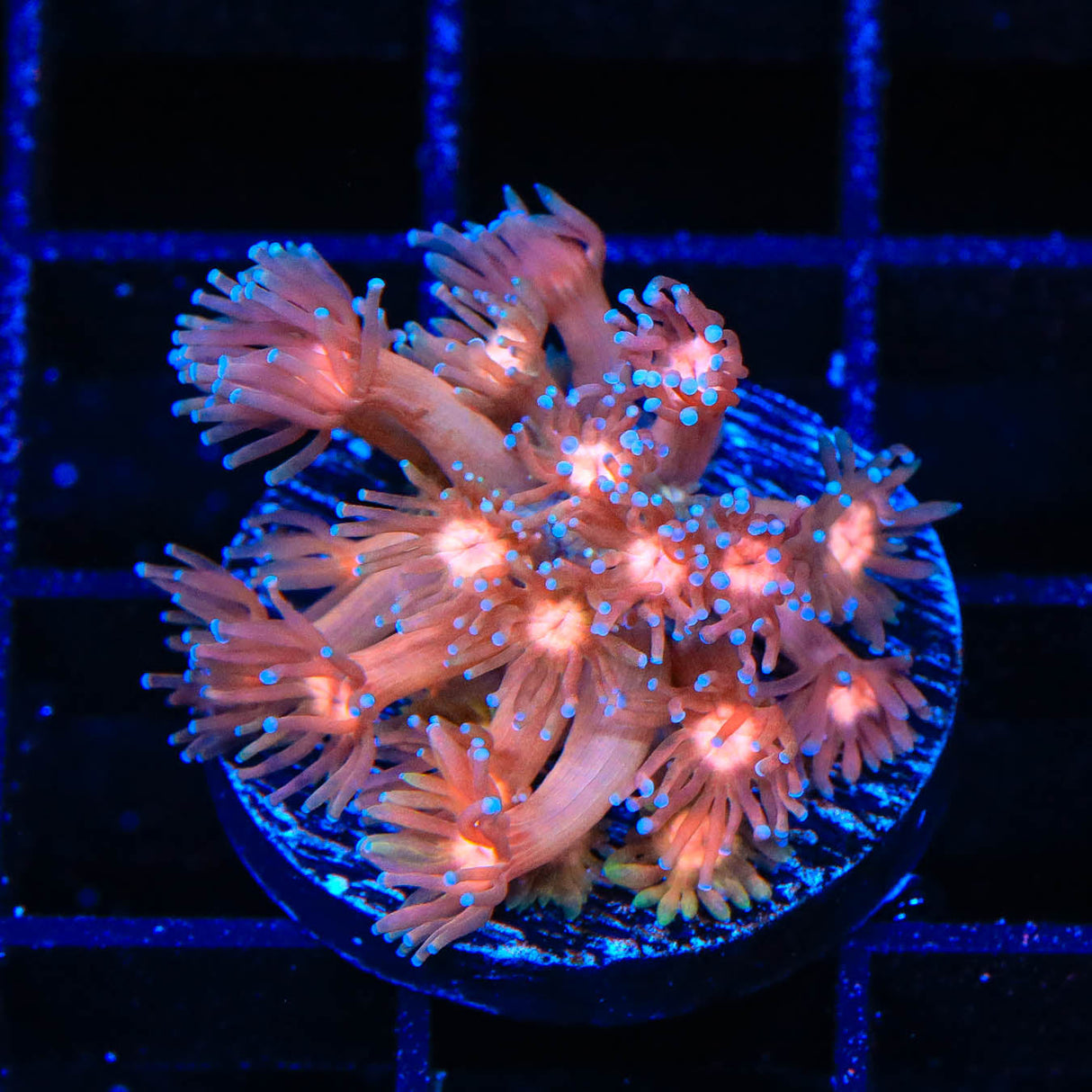 TSA Hot Lava Goniopora Coral