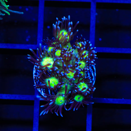 TSA Sparkle Goniopora Coral