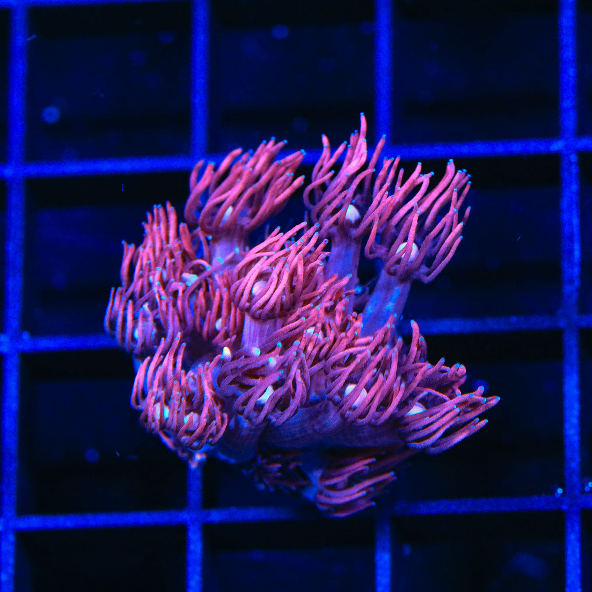 TSA Strawberry Sky Goniopora Coral