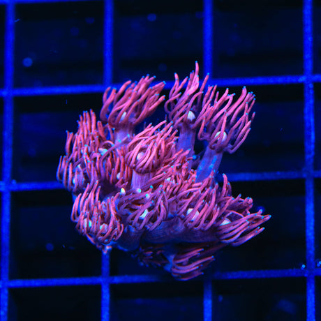 ACI Dragon Breath Goniopora Coral