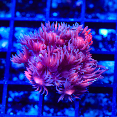 TSA Cherry Cream Goniopora Coral