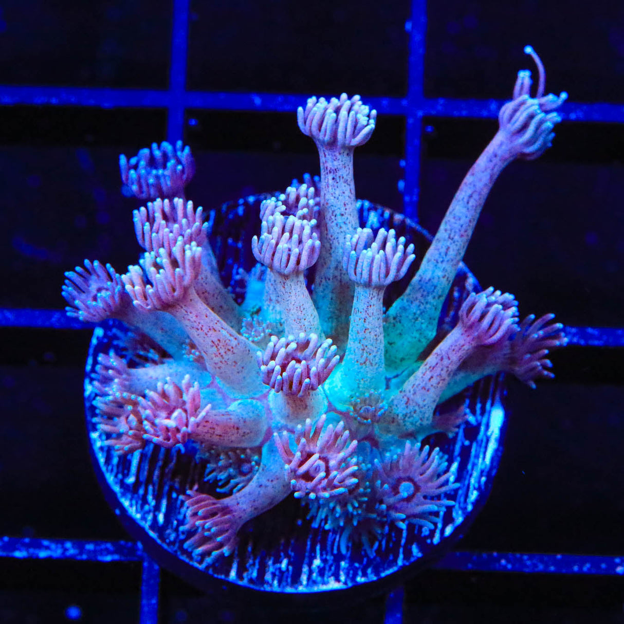 TSA Strawberry Kiwi Goniopora Coral