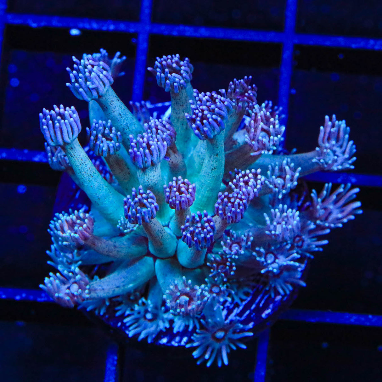 TSA Strawberry Kiwi Goniopora Coral