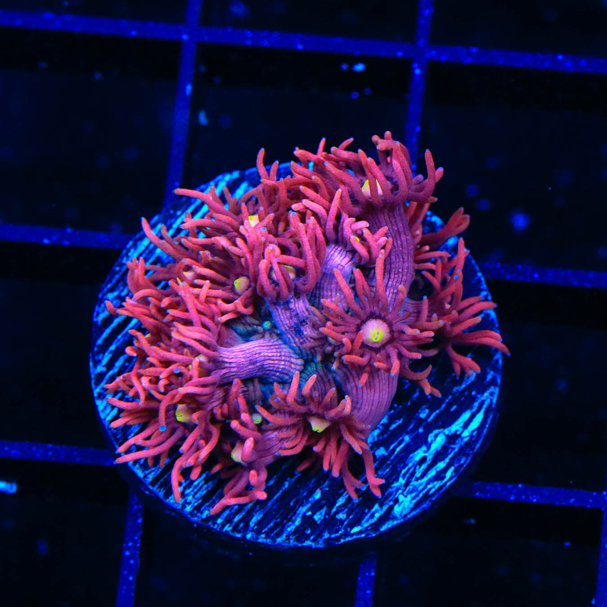 ACI Dragon Breath Goniopora Coral