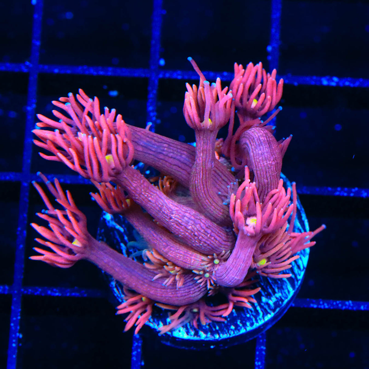 ACI Dragon Breath Goniopora Coral