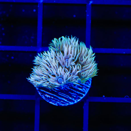 TSA Wonderland Goniopora Coral