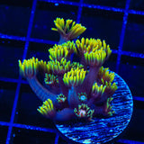 TSA Birthday Cake Goniopora Coral