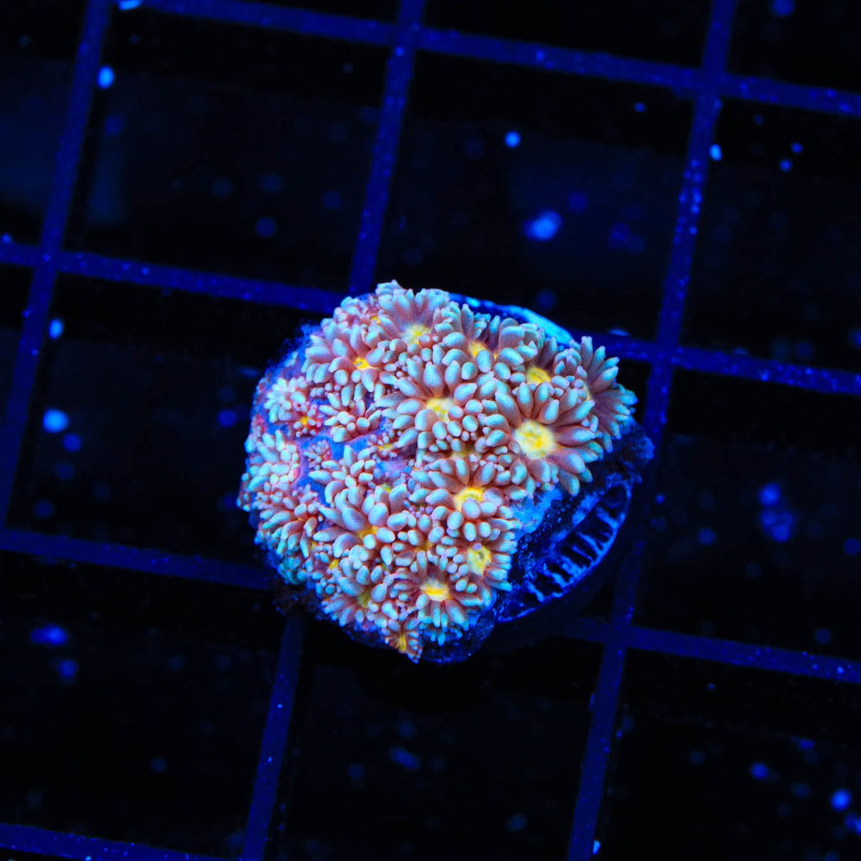 TSA Hot Ember Goniopora Coral - Top Shelf Aquatics