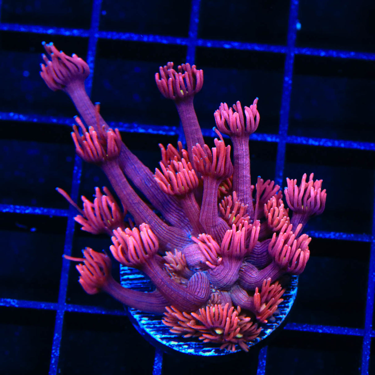 ACI Dragons Breath Goniopora Coral - Top Shelf Aquatics