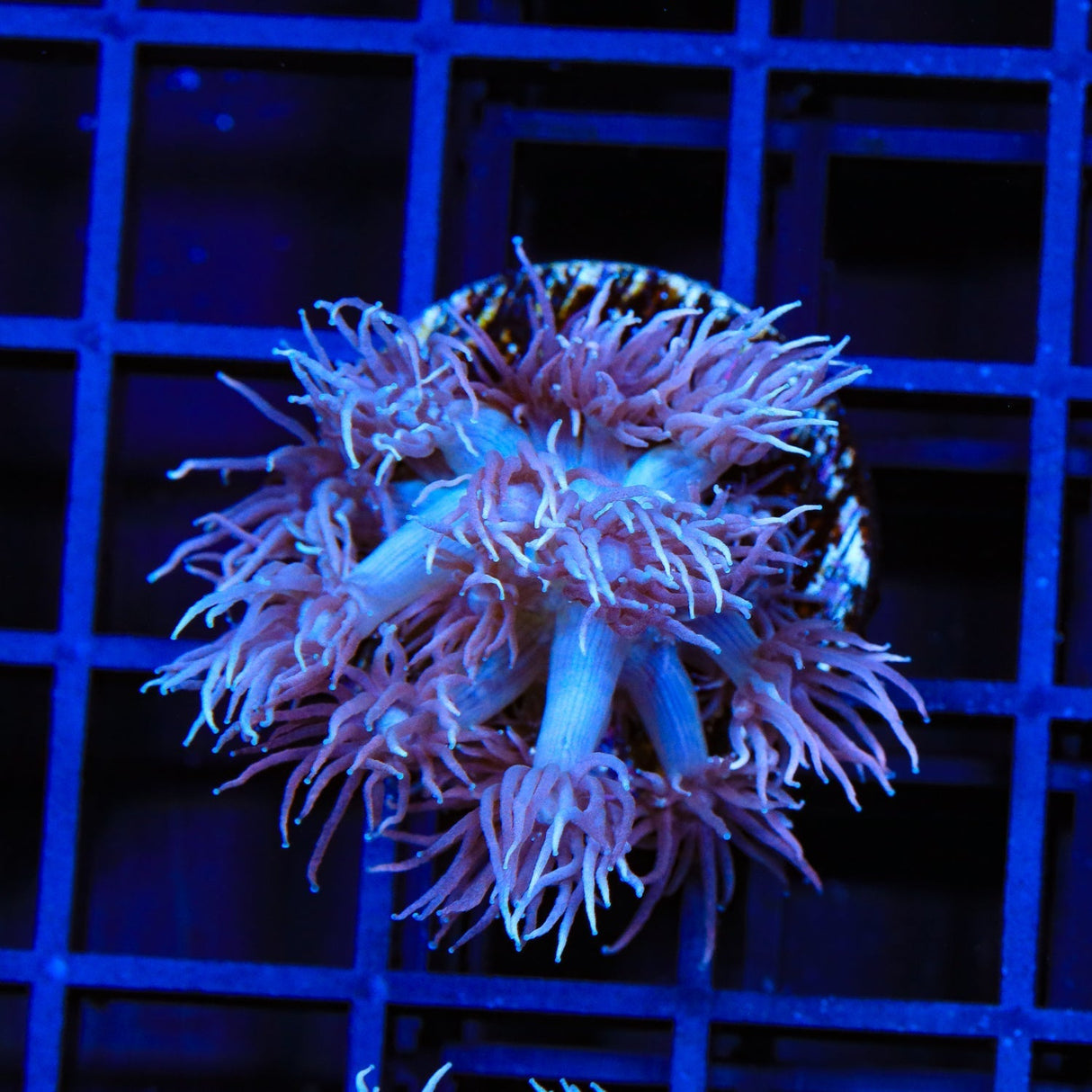 Pastel Goniopora Coral