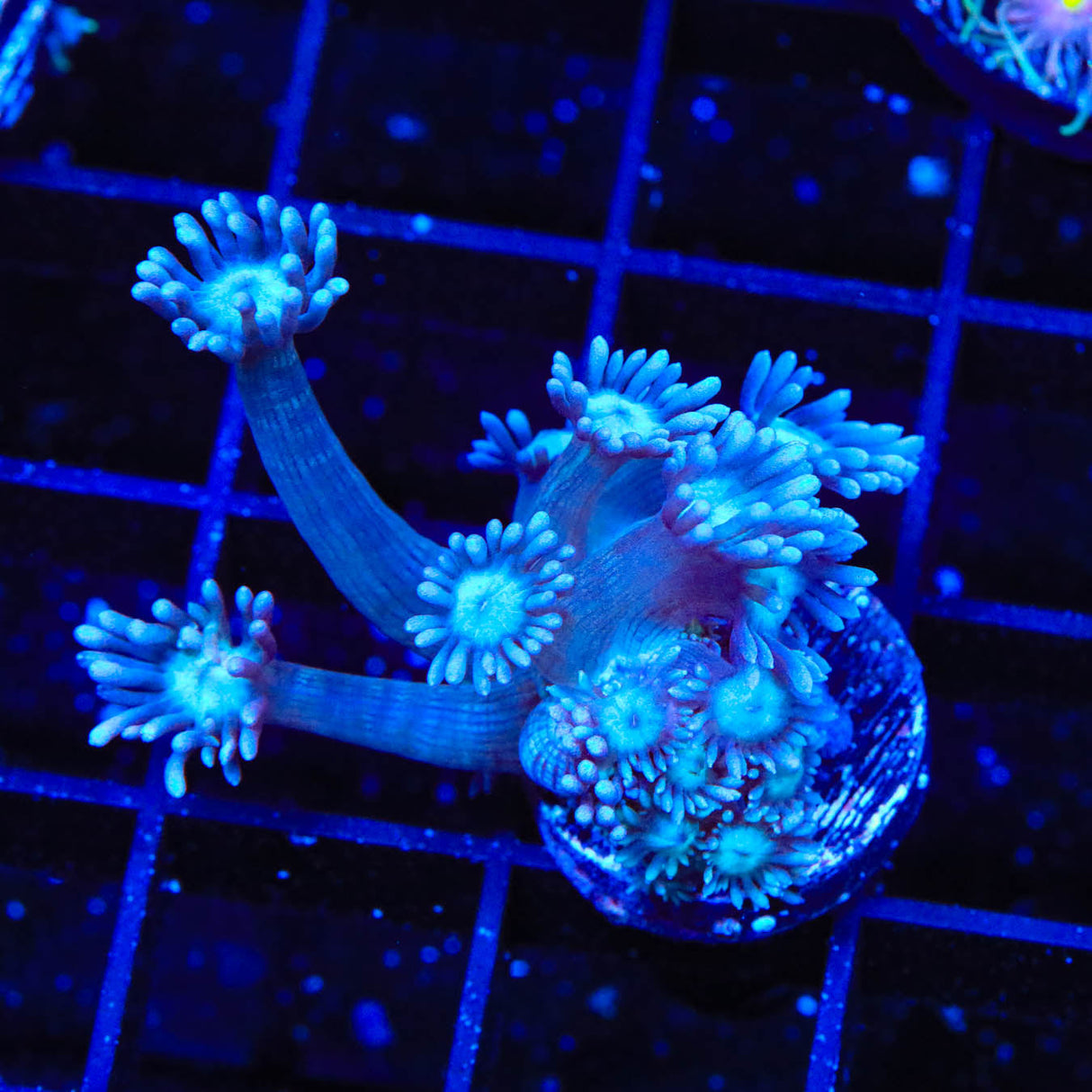 TSA Ursula Goniopora Coral - Top Shelf Aquatics
