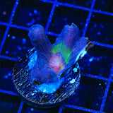 Rainbow Pectinia Coral