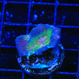 Rainbow Pectinia Coral