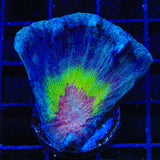 Rainbow Pectinia Coral