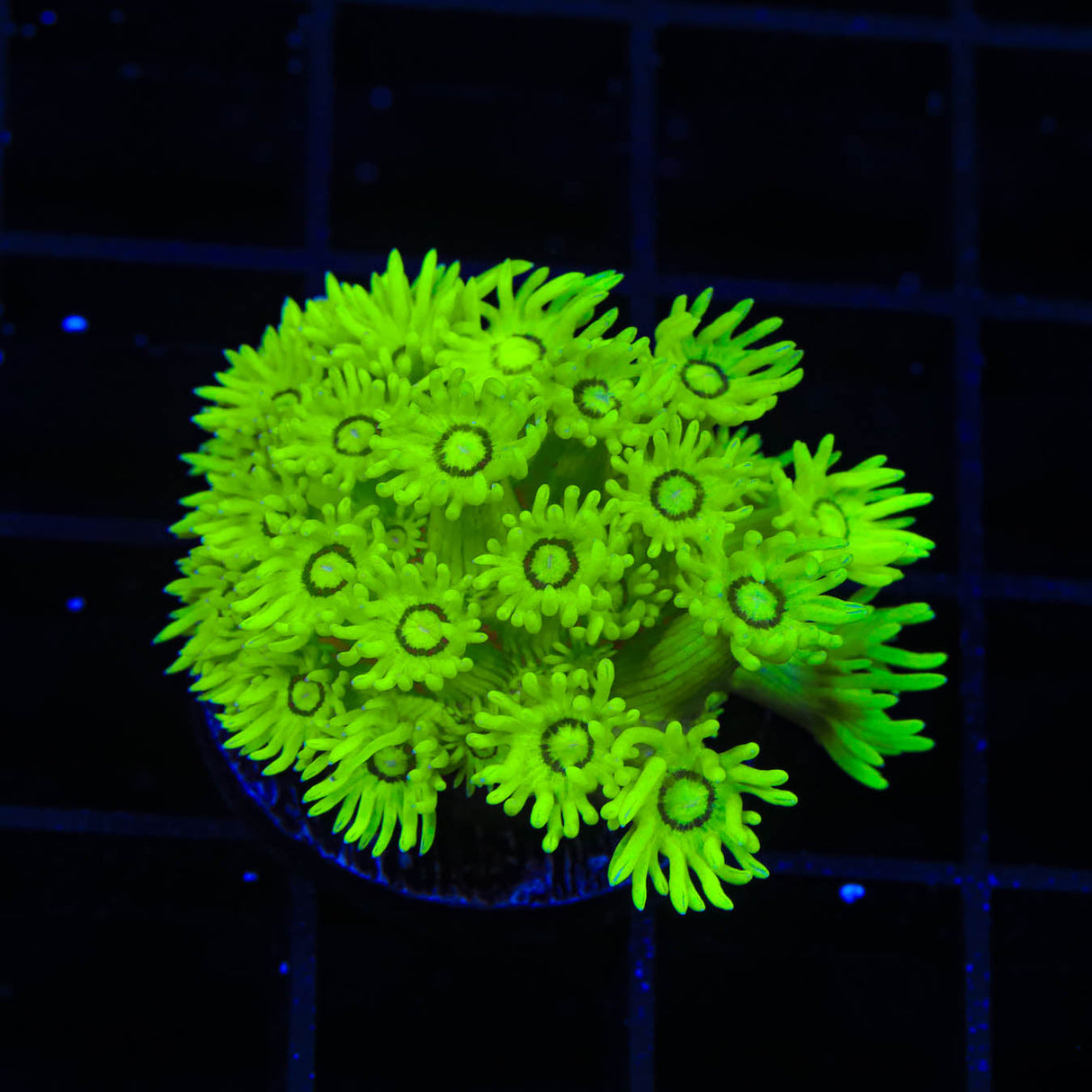 TSA Shrek Goniopora Coral - Top Shelf Aquatics