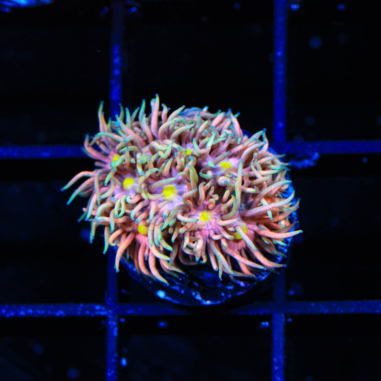 TSA Candyland Goniopora Coral - Top Shelf Aquatics