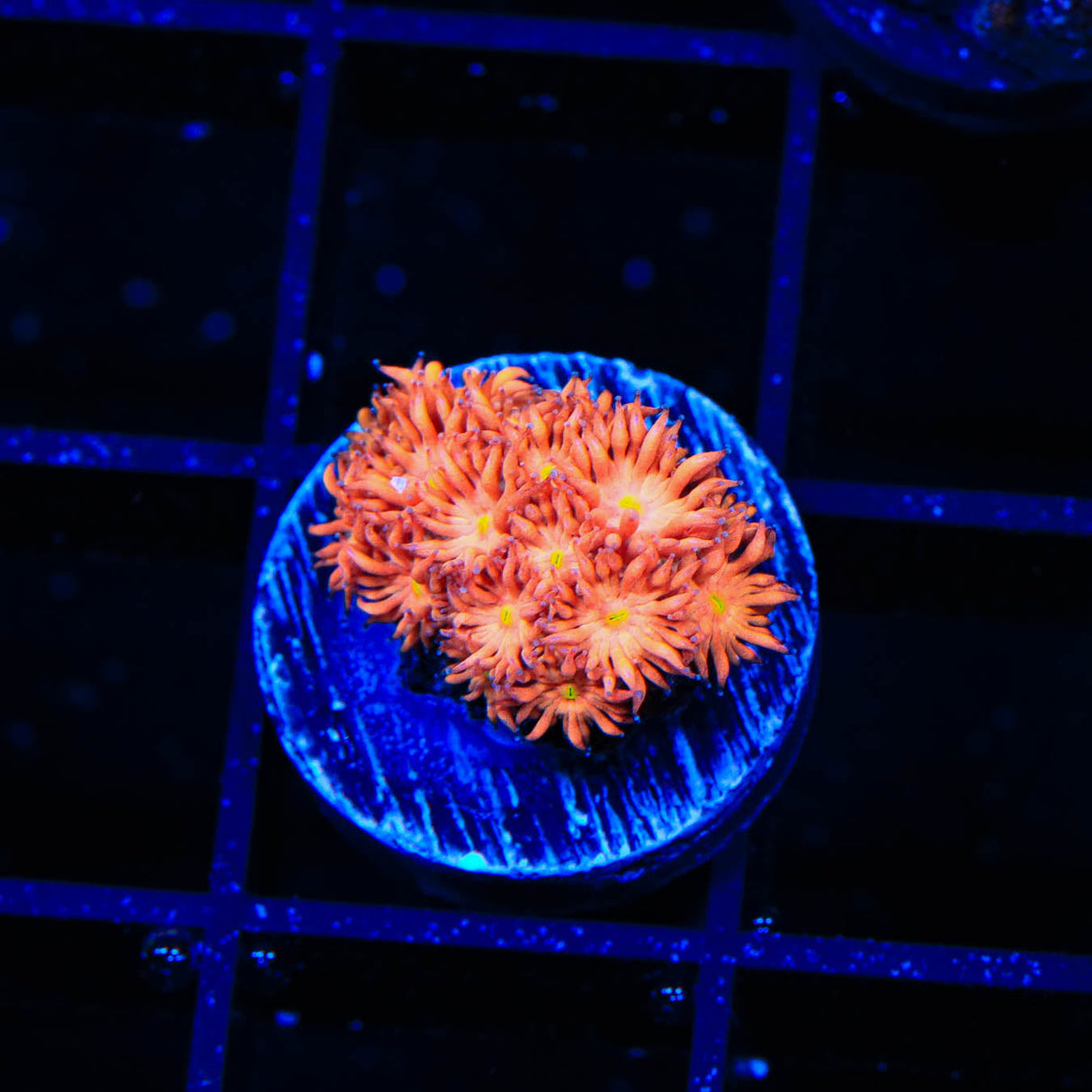 TSA Sun Kiss Goniopora Coral - Top Shelf Aquatics