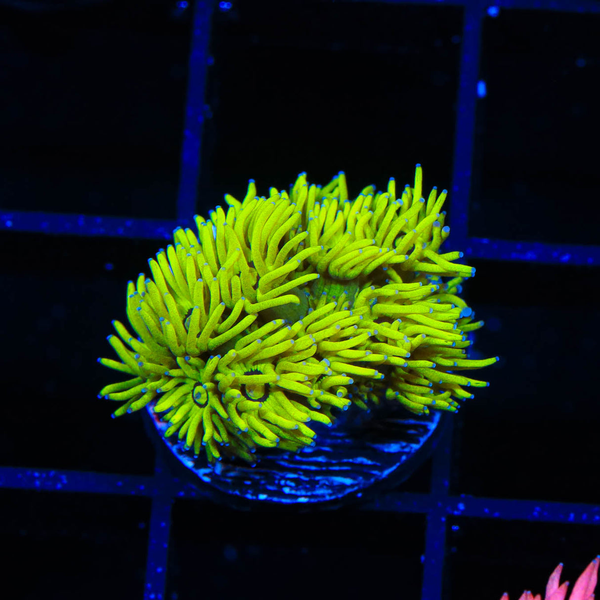 TSA Glow Stick Goniopora Coral - Top Shelf Aquatics