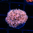 TSA Peachs on a Beach Goniopora Coral - Top Shelf Aquatics