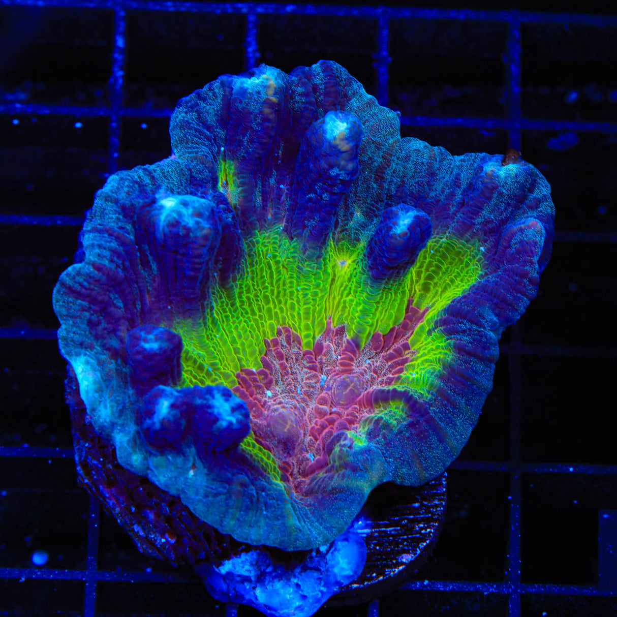 Rainbow Pectinia Coral - Top Shelf Aquatics