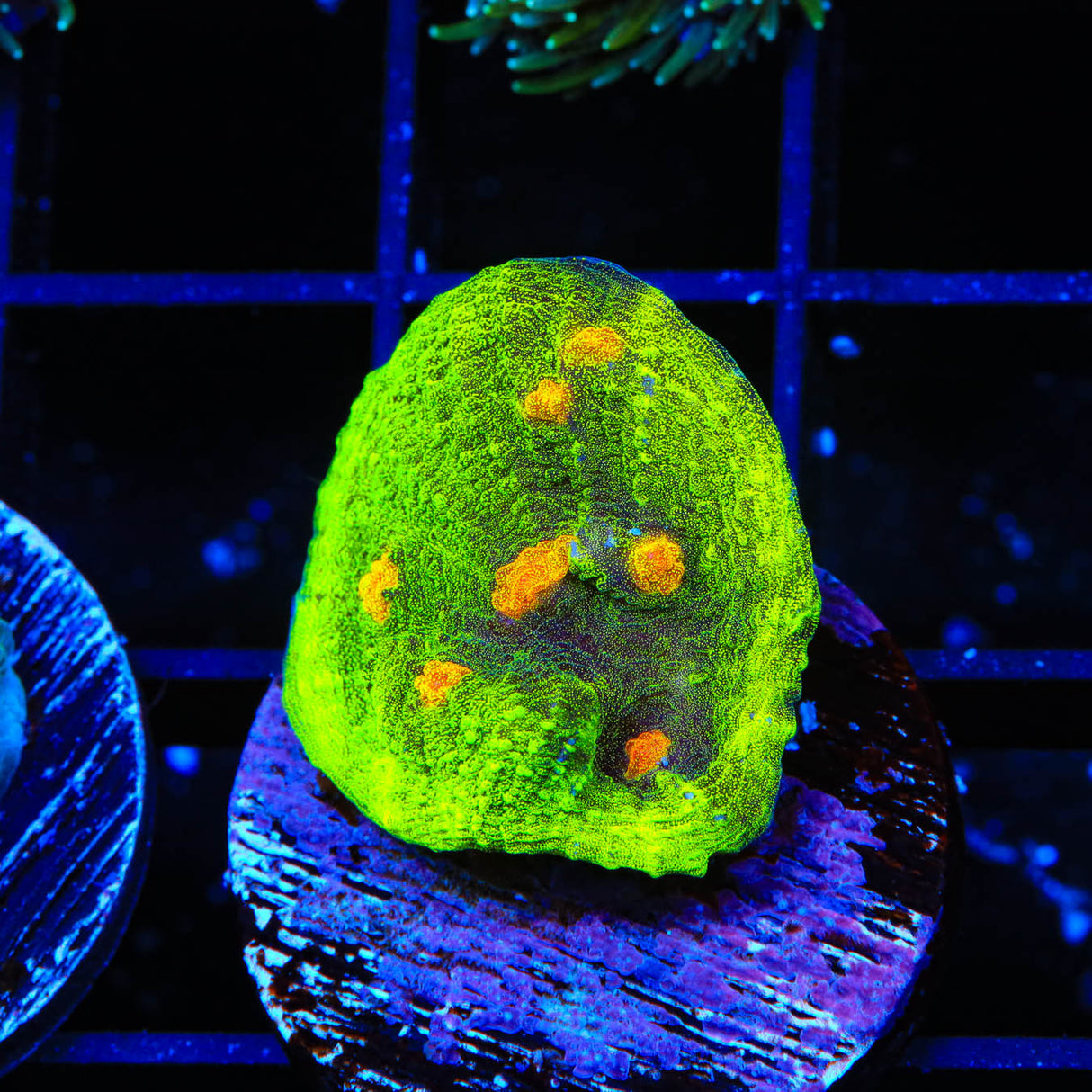 Space Invader Chalice Coral - Top Shelf Aquatics